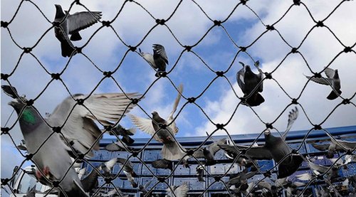 Nylon Pigeon Protection Net, Width : 2.5 m