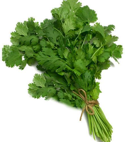 fresh coriander leaves