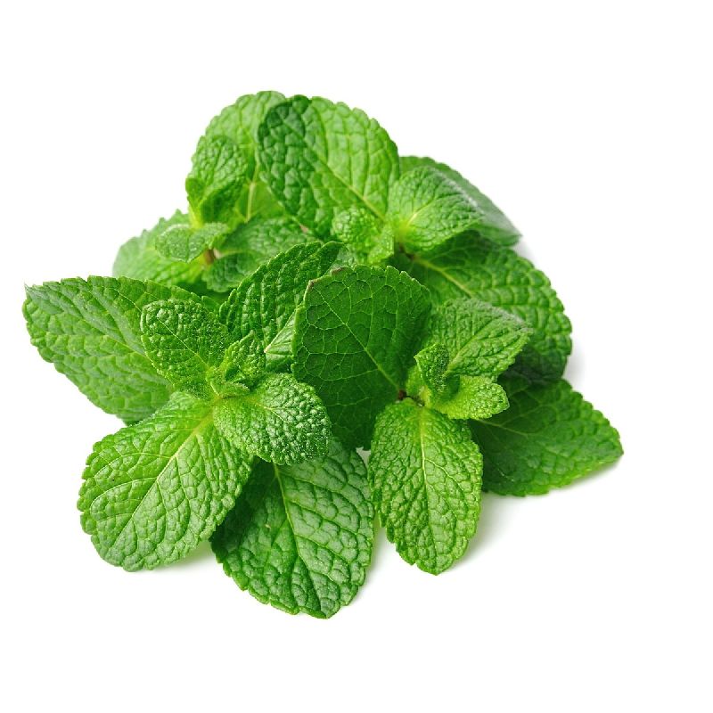 Natural Fresh Mint Leaves, for Human Consumption