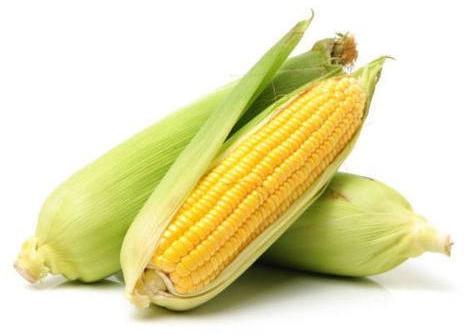 Natural Fresh Maize, for Cooking, Pizza, Snacks, Certification : FSSAI