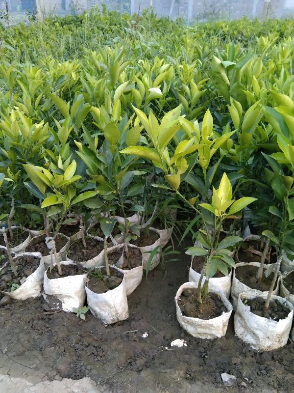 Bari 1 Sweet Malta Lemon Plant, Color Green Green Nursery, North 24