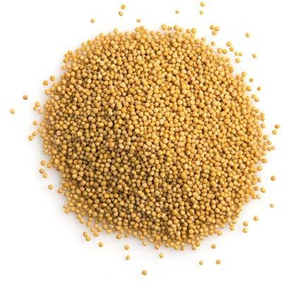 Yellow mustard seeds, Packaging Type : Plastic Pouch