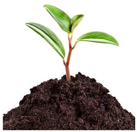 P - Rhizobium Bio Fertilizer