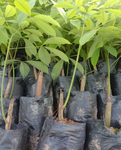 Rubber Plant, Feature : Fast Growth, Natural, Purity