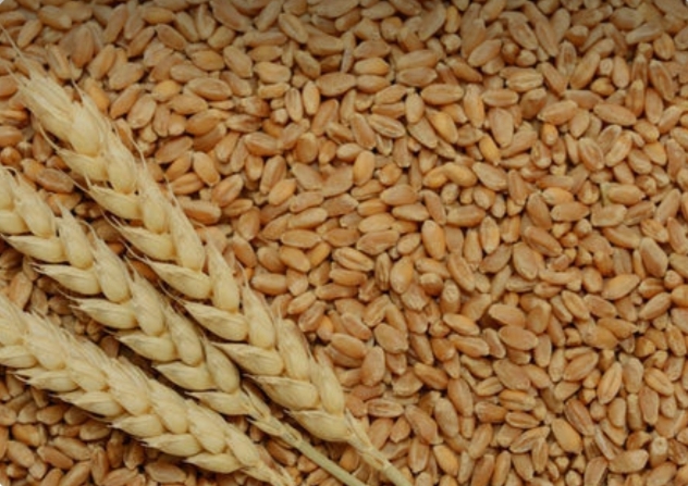 Wheat Seeds