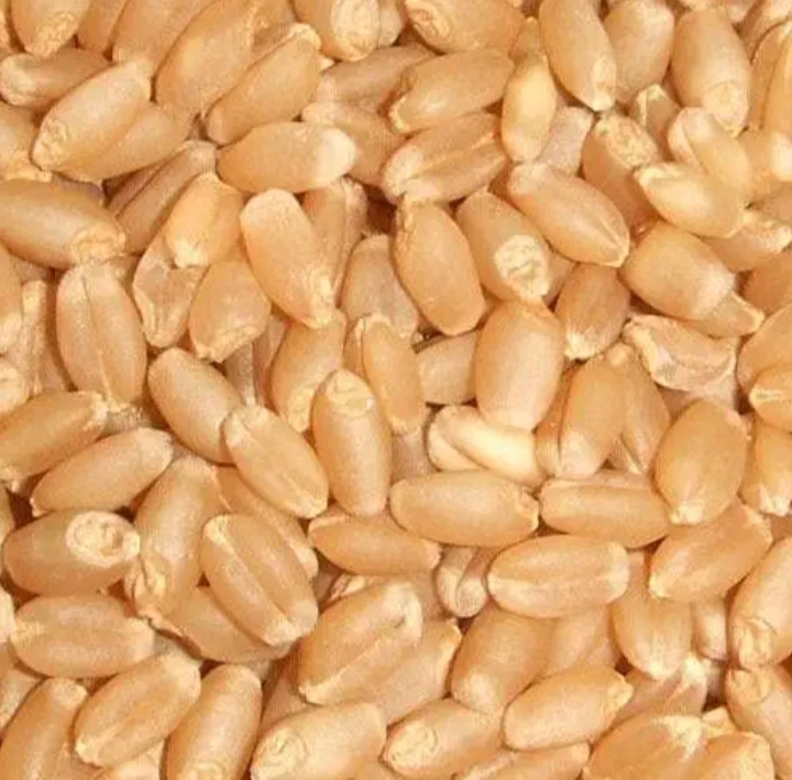 Wheat Seeds