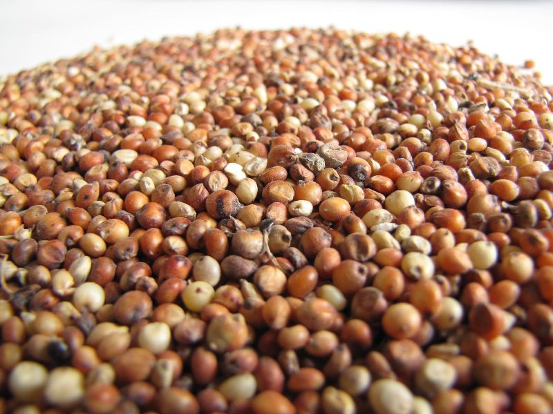 sorghum seeds