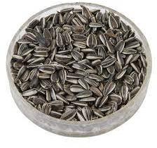 sunflower seed