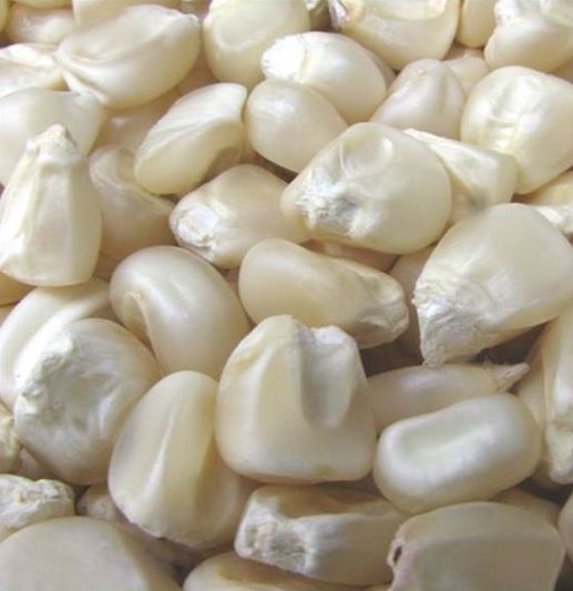 White Corn Seeds, for Human Consumption, Animal Feed, Grade Standard : Food Grade