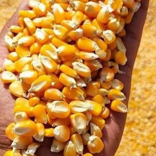 Yellow Corn Seeds