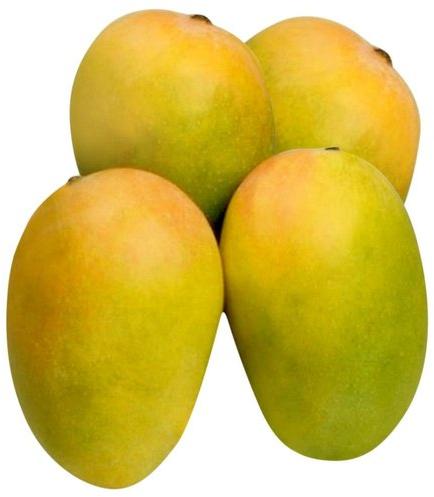 Natural Fresh Kesar Mango, for Human Consumption, Packaging Type : Jute Bag