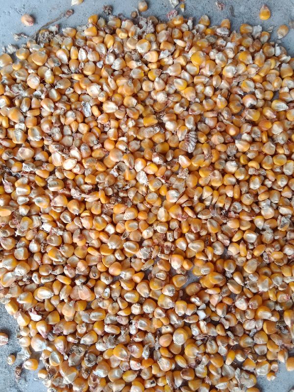 Maize seed, Style : Dried