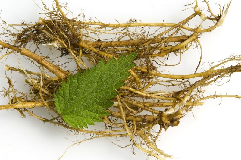 Nettle Root Extract