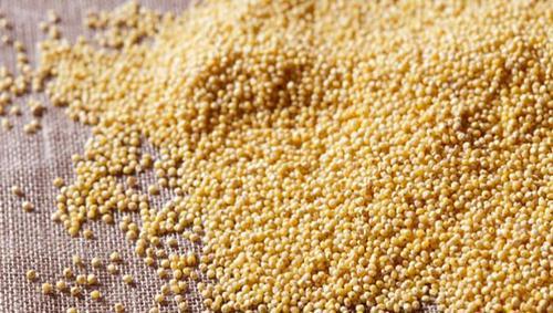 Organic Yellow Sorghum Seeds, for Cooking, Style : Dried