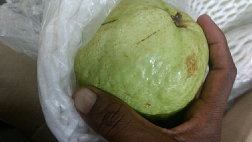 Organic Guava, Packaging Size : 10 Kg