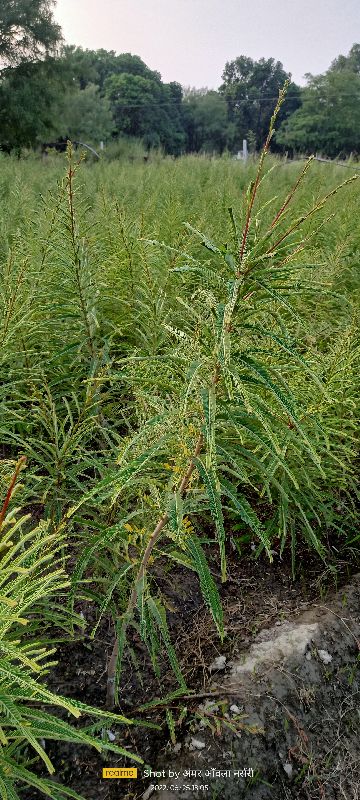Amla plants (chakaiya), for Agriculture, Color : Green
