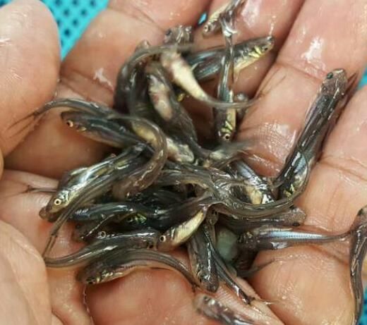 Nona Tangra Fish Seeds, Style : Preserved