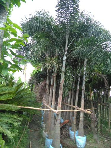 Organic Foxtail Palm Plants, for Plantation, Color : Green
