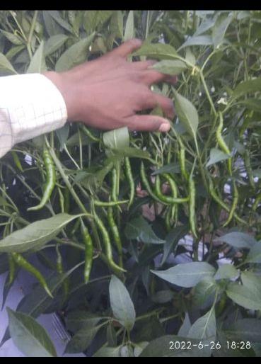 Green chilli, for Non Harmful, Packaging Type : Plastic Pouch