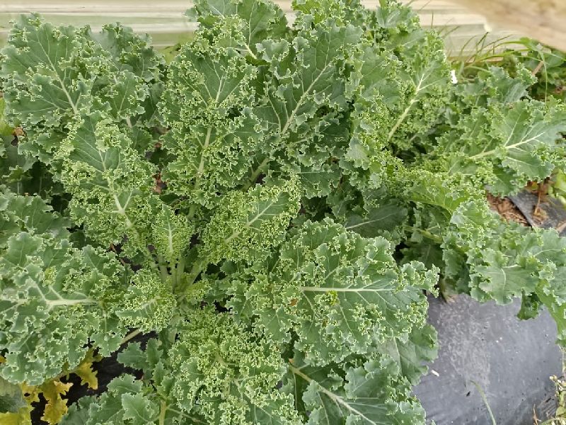 Organic Kale – Freshindiaorganics