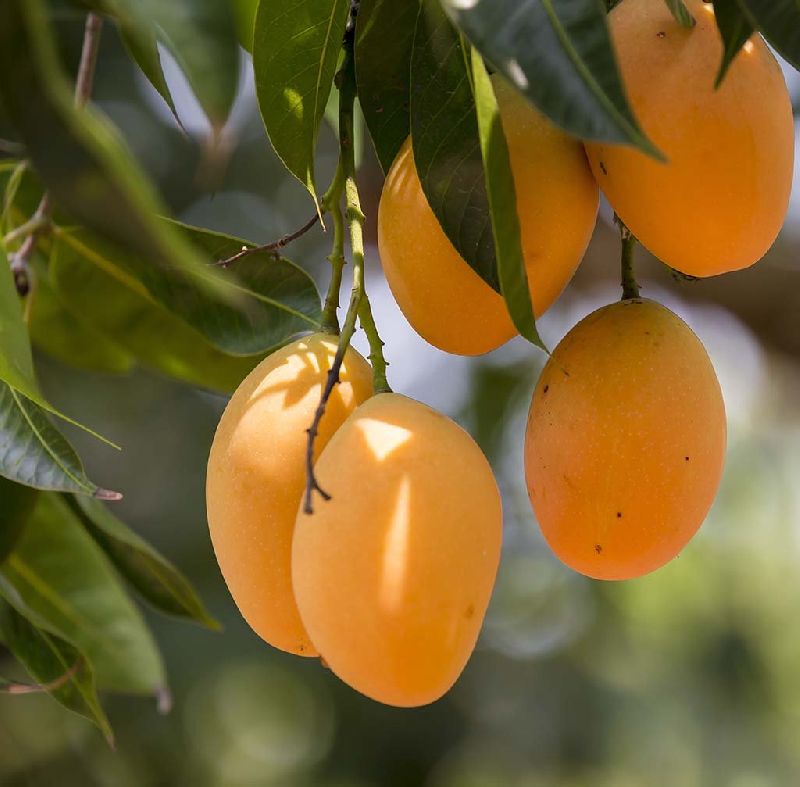 Alphonso Mango Plants