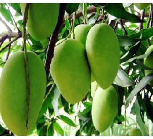 Organic Amrapali Mango Plants, for Plantation, Packaging Type : Plastic Pouch