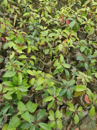 Camphor Plants, for Plantation, Grade : Medicine Grade