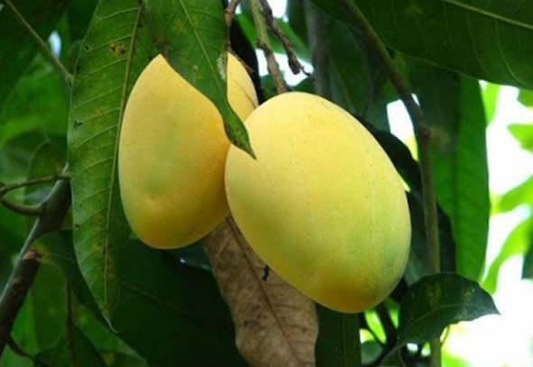 Chausa Mango Plants