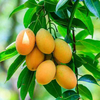 Organic Himsagar Mango Plants, for Plantation, Packaging Type : Plastic Pouch