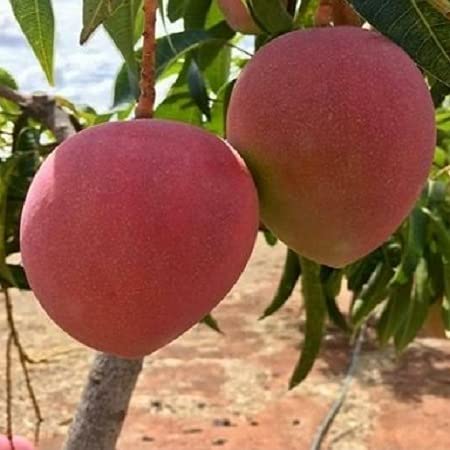 Japani Red Mango Plants