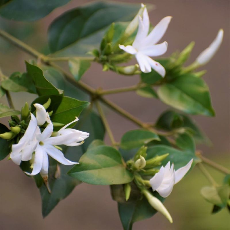 jasmine plants