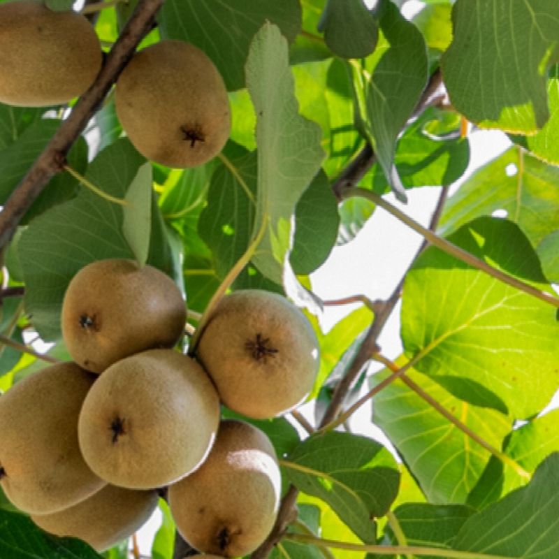 Kiwi Plants, Color : Green