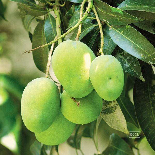 Organic Langra Mango Plants, for Plantation, Color : Green