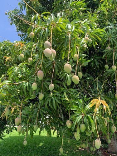 Organic Safeda Mango Plants, for Plantation, Color : Green