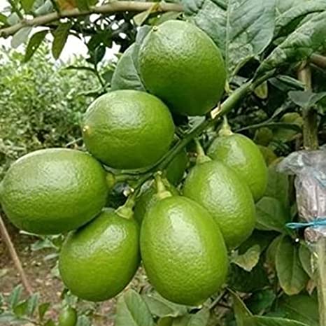 Organic Seedless Lemon Plants, for Plantation, Variety : Hybrid