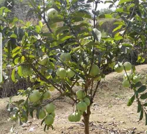 Organic Taiwan Guava Plants, for Plantation, Color : Green