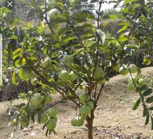 Taiwan Guava Plants