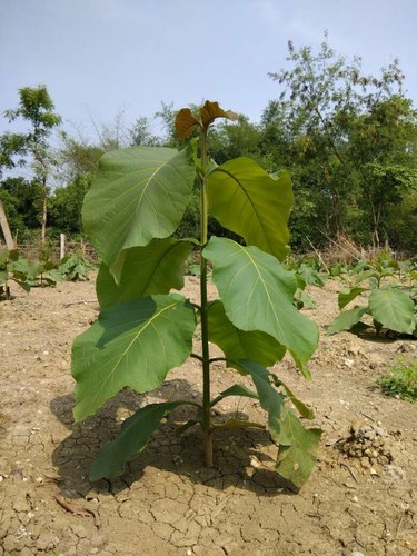 teak plants