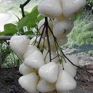 Organic White Jamun Plants, for Plantation, Color : Green