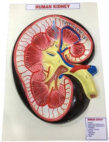 PVC Human Kidney Model