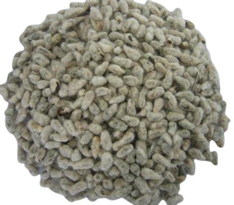 Loose Cotton Seed