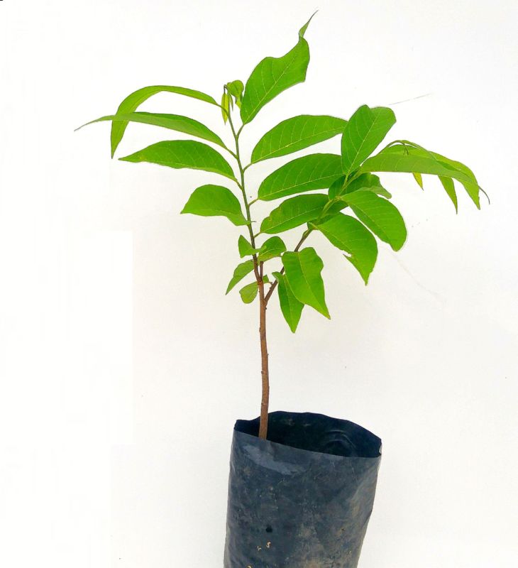 Custard Apple Plants