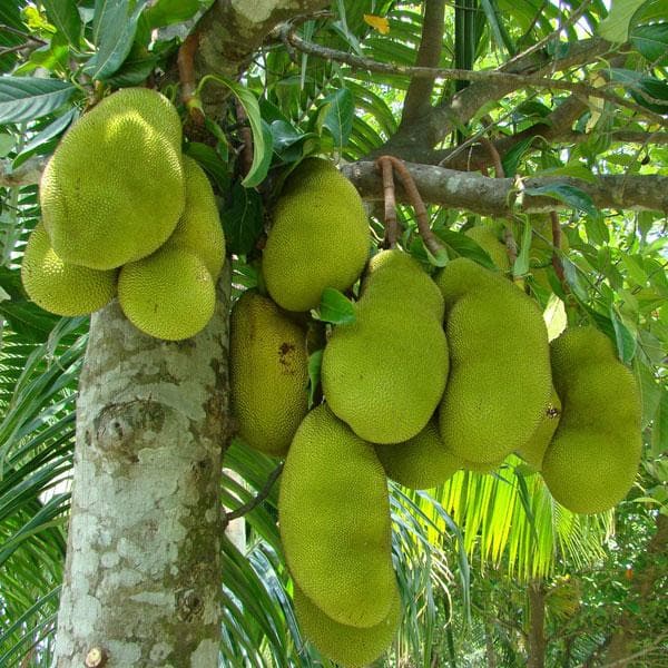 Jackfruit Plants, Color : Green