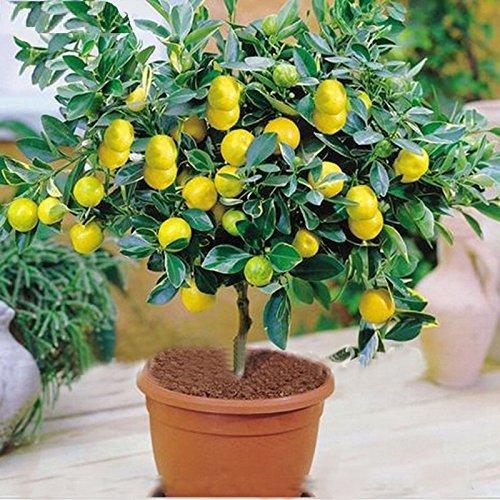 Lemon Plants, Packaging Type : Poly Bag
