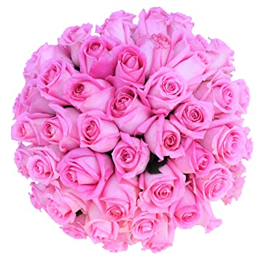 Fresh Pink Rose Flowers