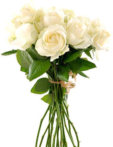 Organic Fresh White Rose Flowers, Occasion : Birthday, Festivals, Party, Wedding