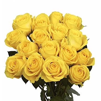 Organic Fresh Yellow Rose Flowers, Occasion : Birthday, Festivals, Party, Wedding