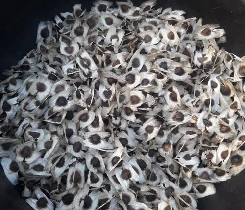 Organic Drumstick Moringa Seeds, Purity : 98%