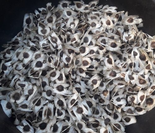 ODC2 Moringa Seeds, Packaging Type : Loose