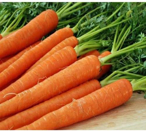 Organic Fresh Carrot, Packaging Type : Jute Sack, PP Bags, Color : Red